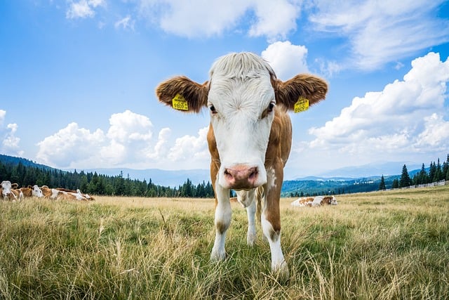 Anvisa ordena retirada de lote de linguiça devido à presença de bactéria potencialmente perigosa.